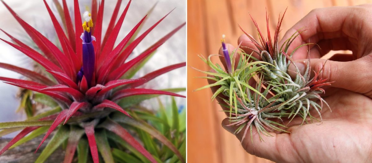 10 Health Benefits Of Growing Air Plants | Top Natural Remedy