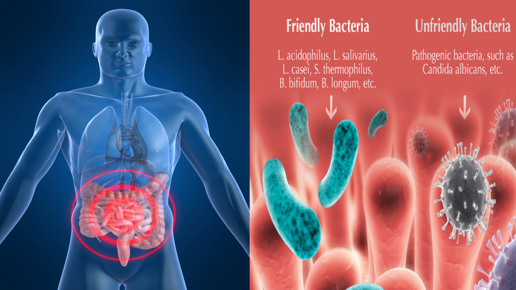 The Good Bacteria 5 Ways To Improve The Gut Flora