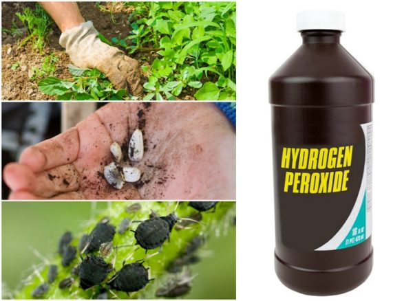 Here Is Why Hydrogen Peroxide Can Be Your Secret Weapon In The Garden