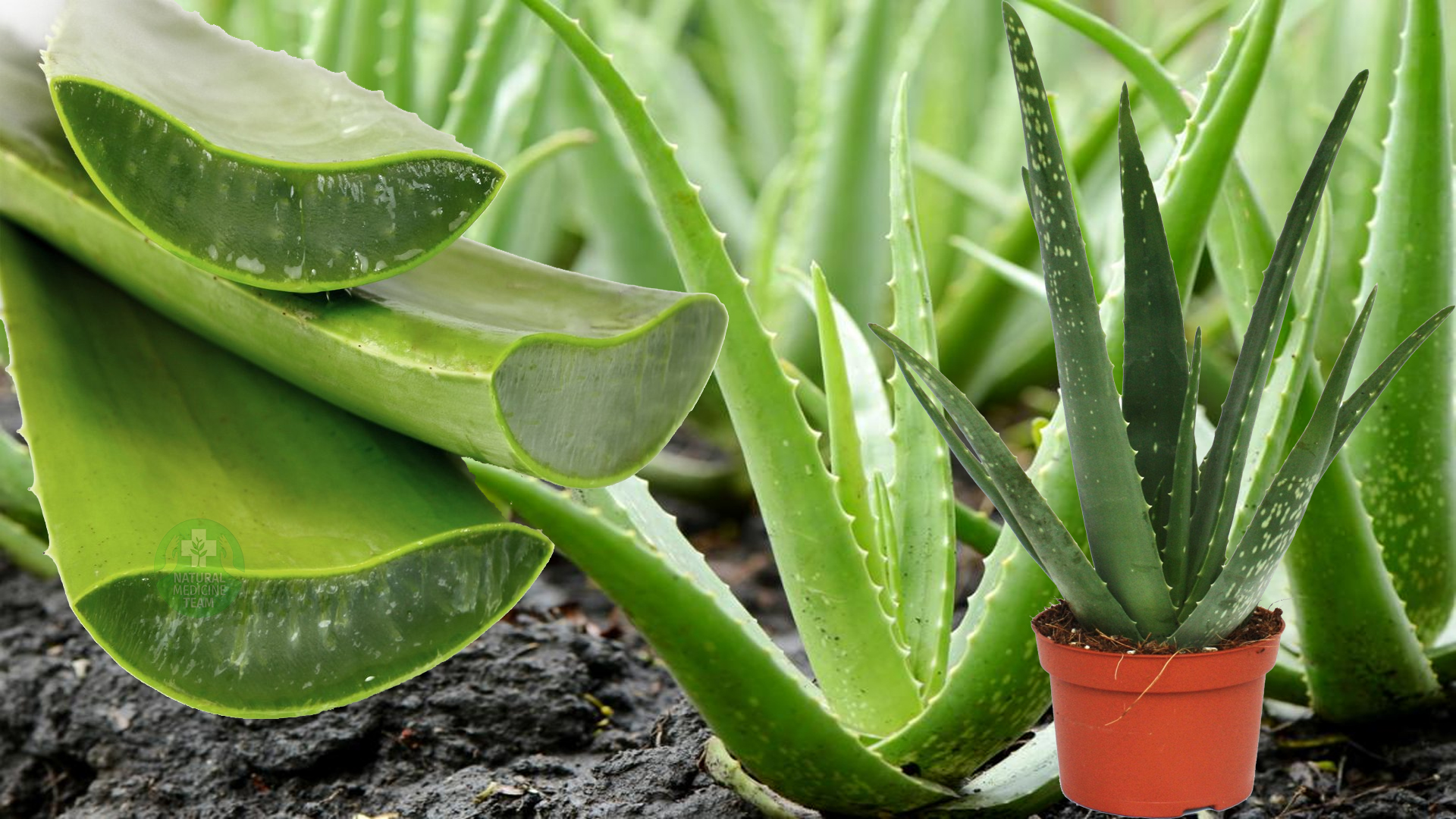 Фото aloe vera