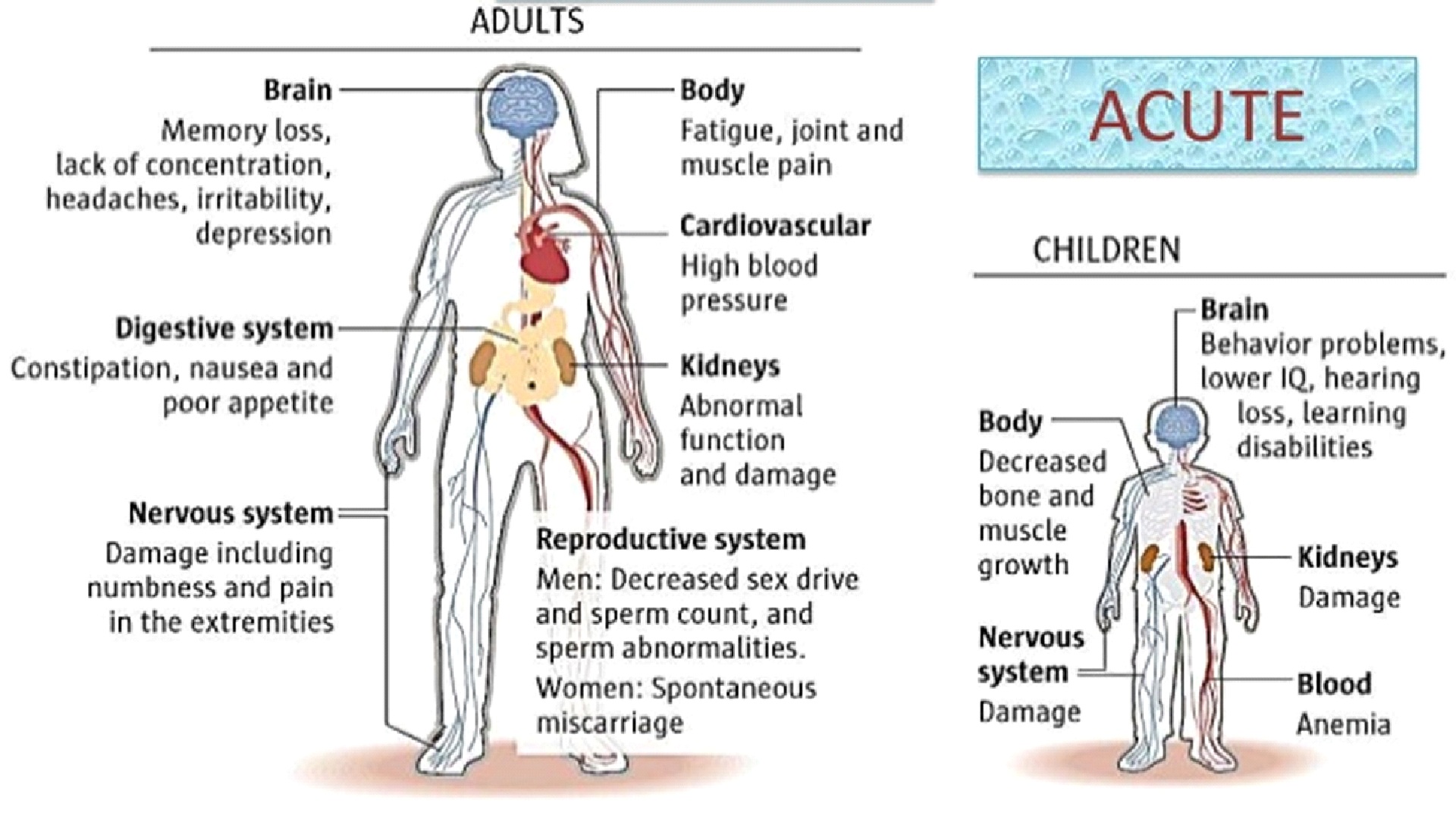 symptoms of mercury poisoning in humans