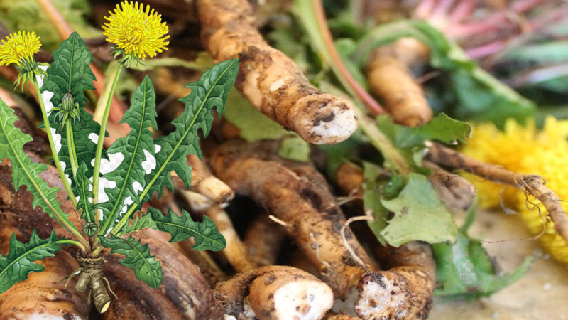 Dandelion Root For Liver Detox Healthy Skin And Stomach