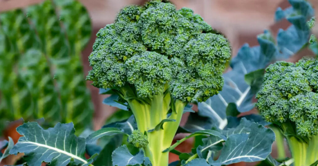 Top 12 Health Benefits of Broccoli