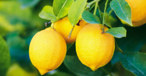 lemons-health-benefits