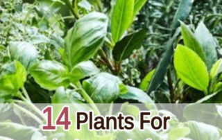 cropped-14-Plants-For-Cough-Lung-Infections-And-Bronchitis-2.jpg