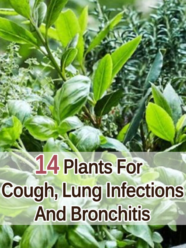 14 Plants For Cough Lung Infections And Bronchitis