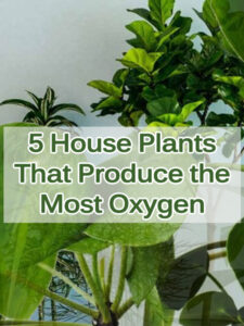 cropped-5-House-Plants-That-Produce-the-Most-Oxygen.jpg