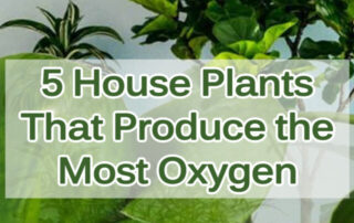 cropped-5-House-Plants-That-Produce-the-Most-Oxygen.jpg