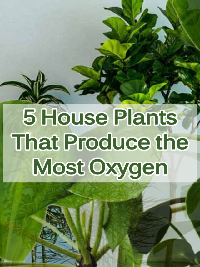 5 House Plants That Produce the Most Oxygen